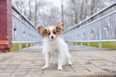 papillon breeders list.